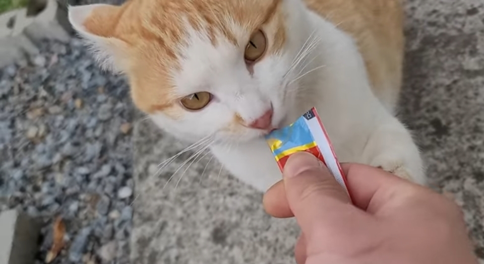 매맞는 삶을 살고 있는 매탈남 근황.jpgif | 인스티즈