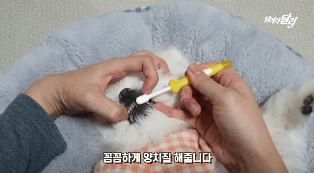 강아지도 양치 후 먹는 귤이 입에 쓸까? .gif | 인스티즈