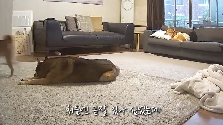 집에 강아지들끼리만 남겨졌을때 | 인스티즈