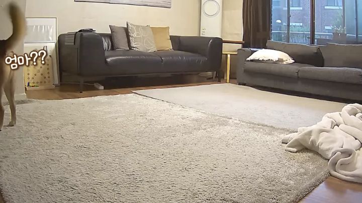 집에 강아지들끼리만 남겨졌을때 | 인스티즈