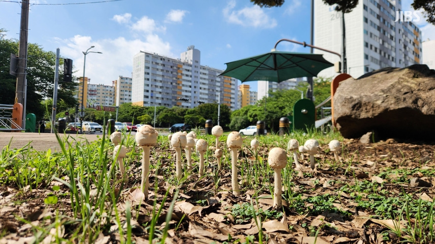 "3일이면 다 자라" 아파트 단지까지 퍼진 '독버섯' 우후죽순 | 인스티즈