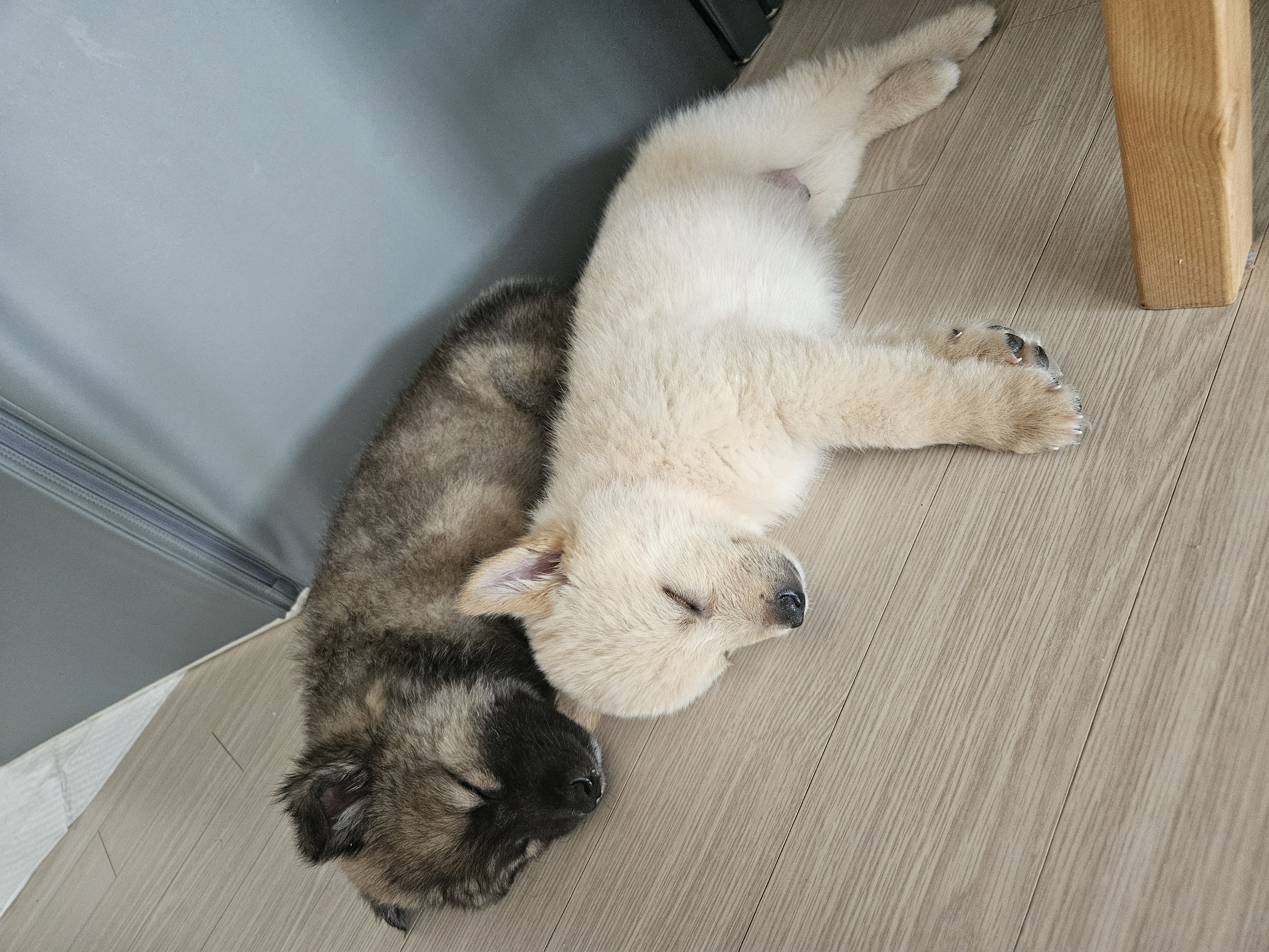 우리집 댕댕이 자랑 한번 해도 될까용? | 인스티즈