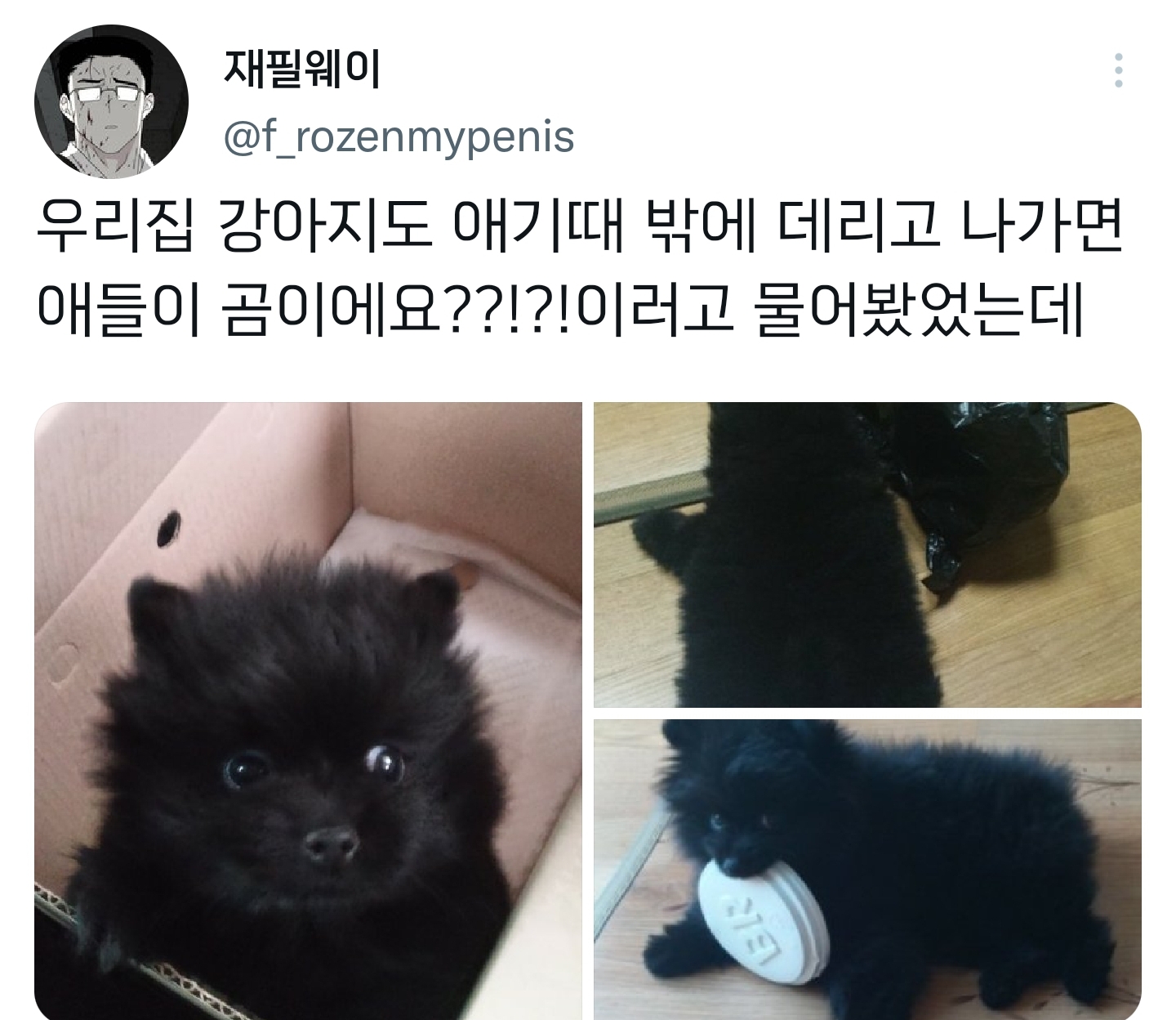 순수하게 동물을 좋아하지만 잘 모르는 사람들.twt | 인스티즈