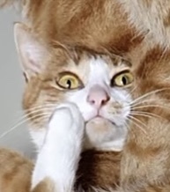 [매탈남] 매콤하게 생긴 고양이 | 인스티즈