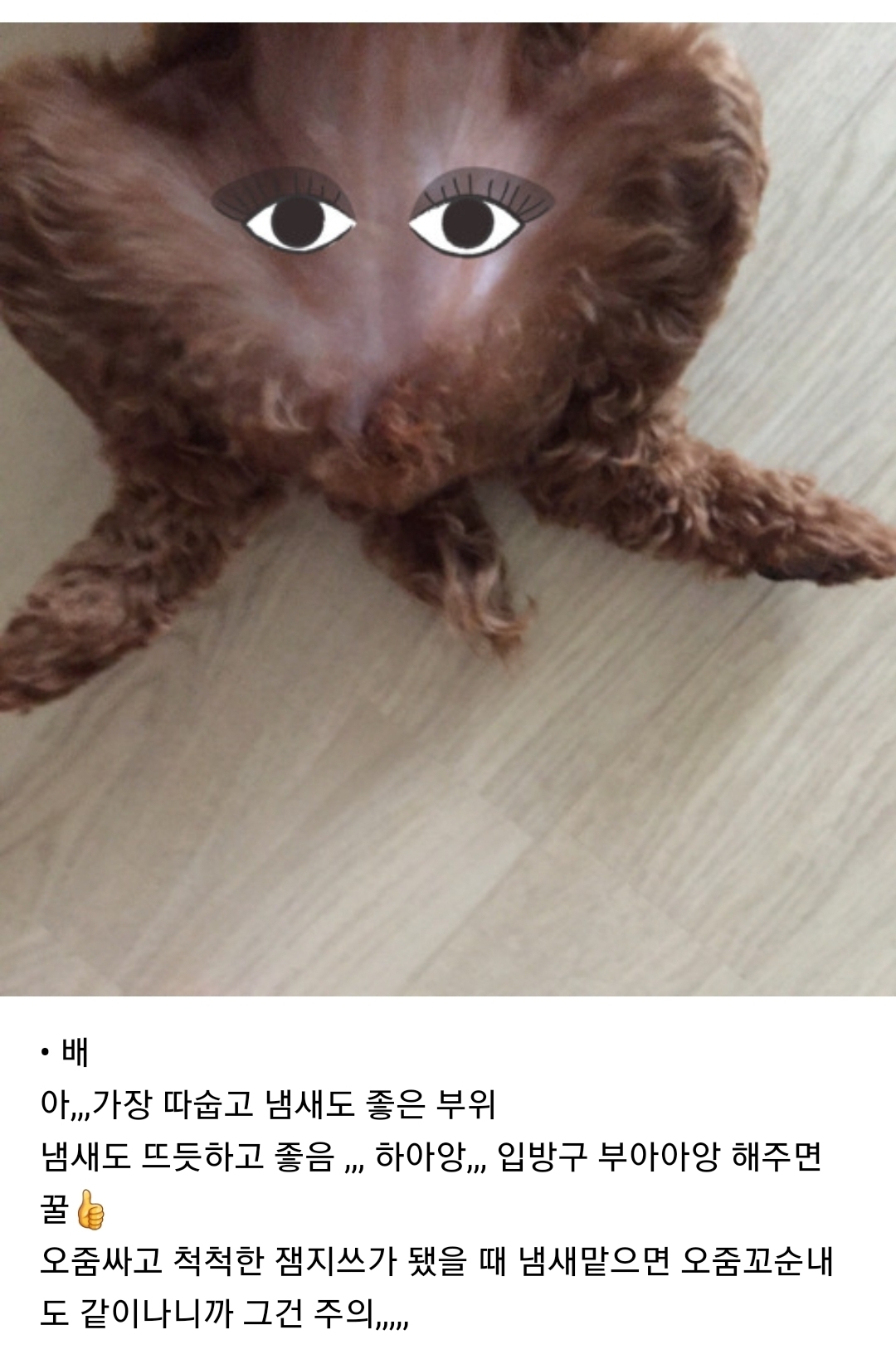 강아지 부위별 냄새 특징(주관적 주의) | 인스티즈