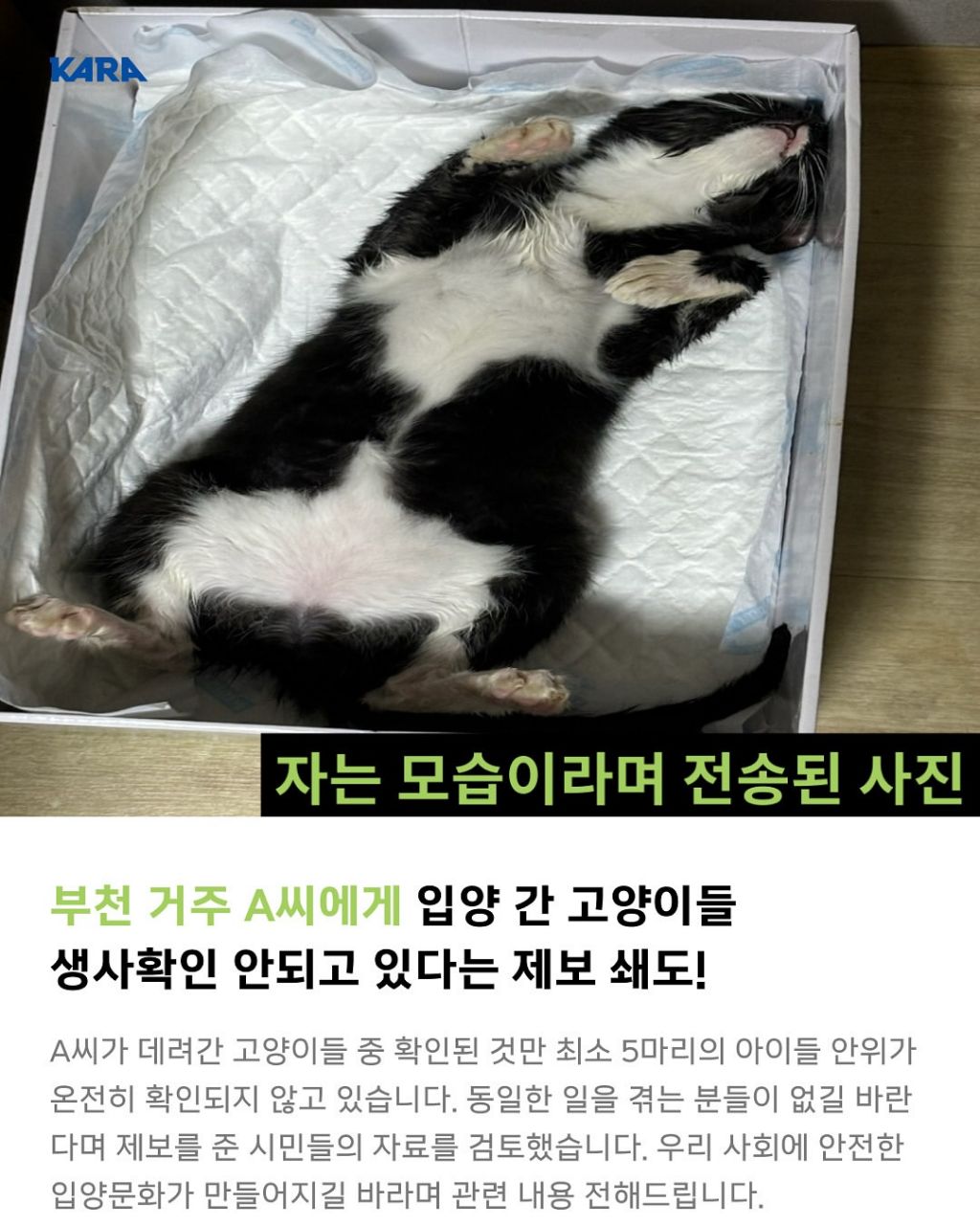 급)))부천에 입양가서 생사 안되는 고양이들이 있어요 제보받습니다 | 인스티즈