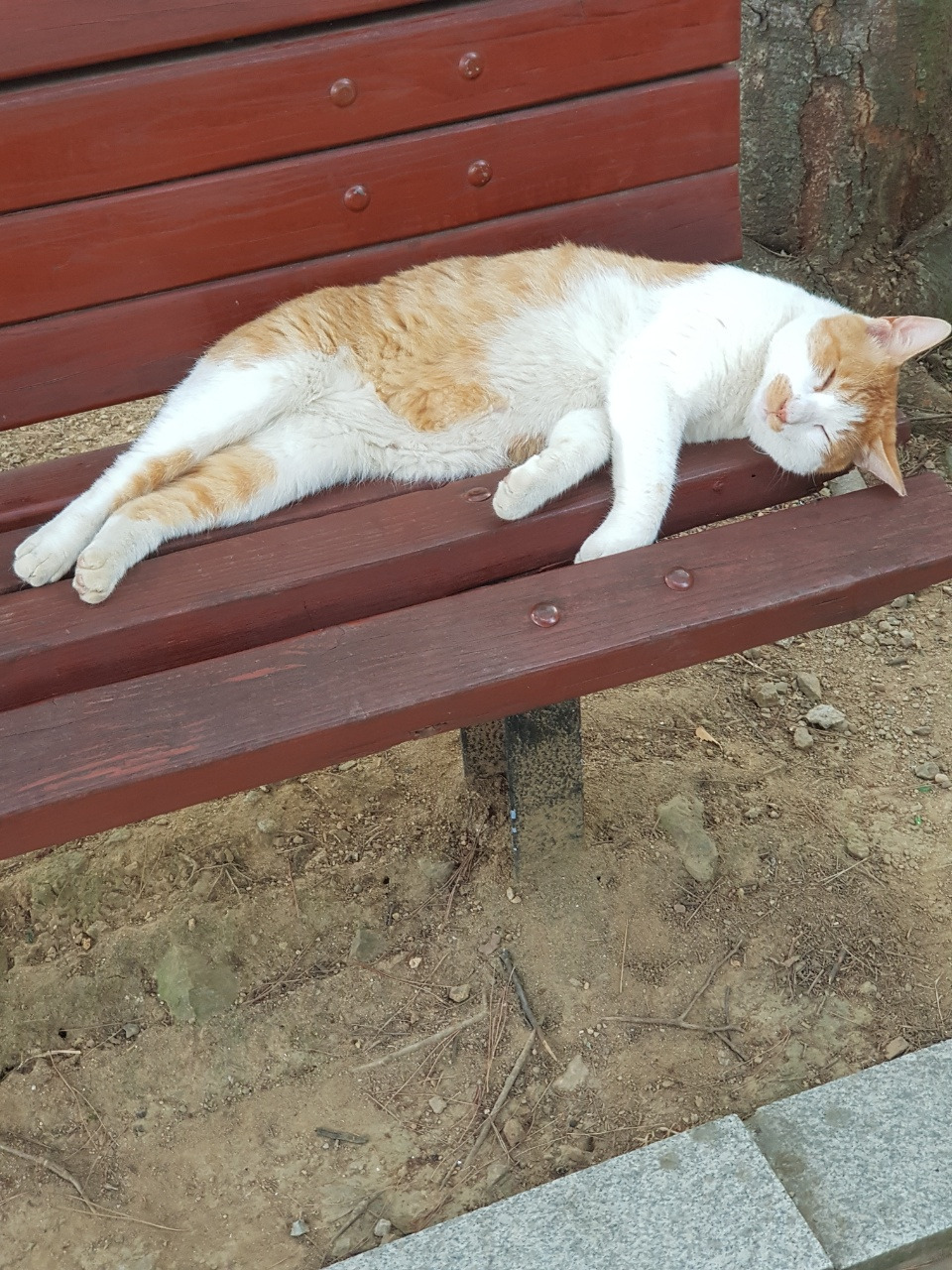 코시국에 재택하다가 고양이를 만났는데.. | 인스티즈