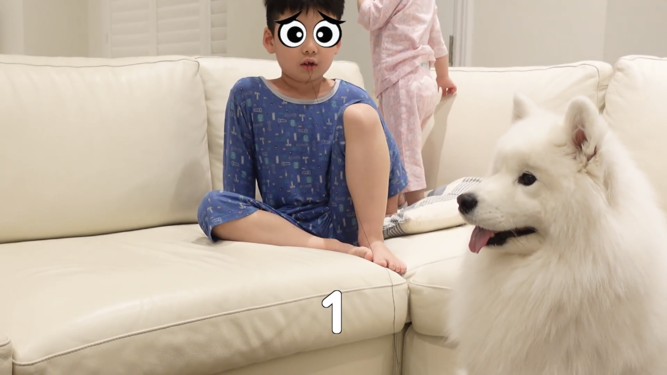 사모예드와 흔들리는 이 뽑는 법 | 인스티즈