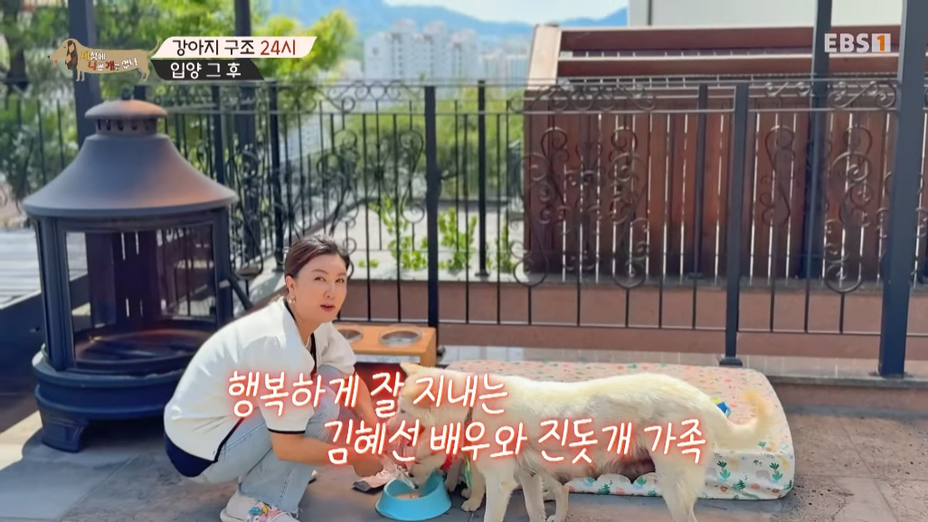 썩은물을 마시던 진돗개 가족을 입양한 배우 | 인스티즈