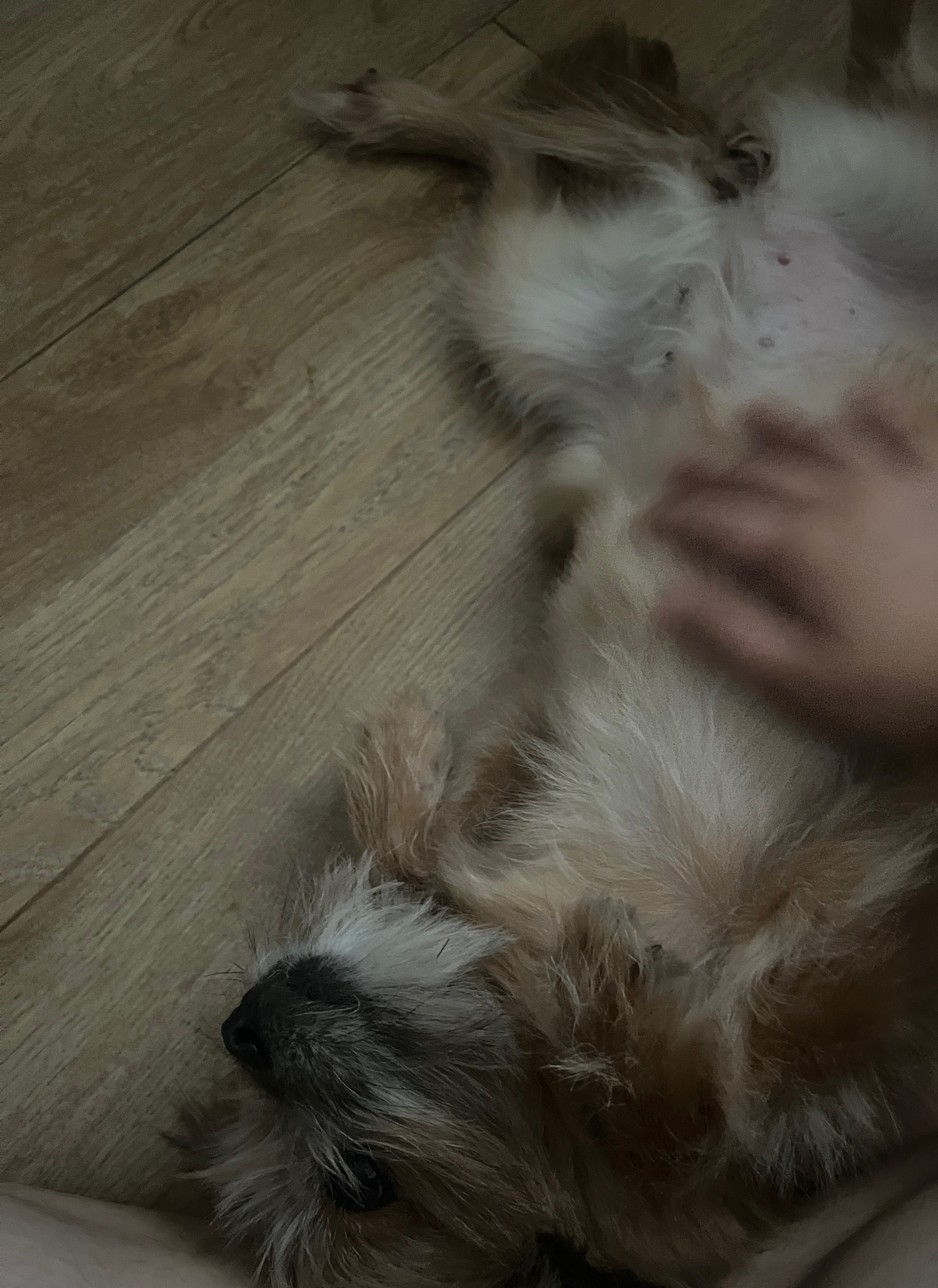 친구네 강쥐 하루 펫시터 한 후기 | 인스티즈