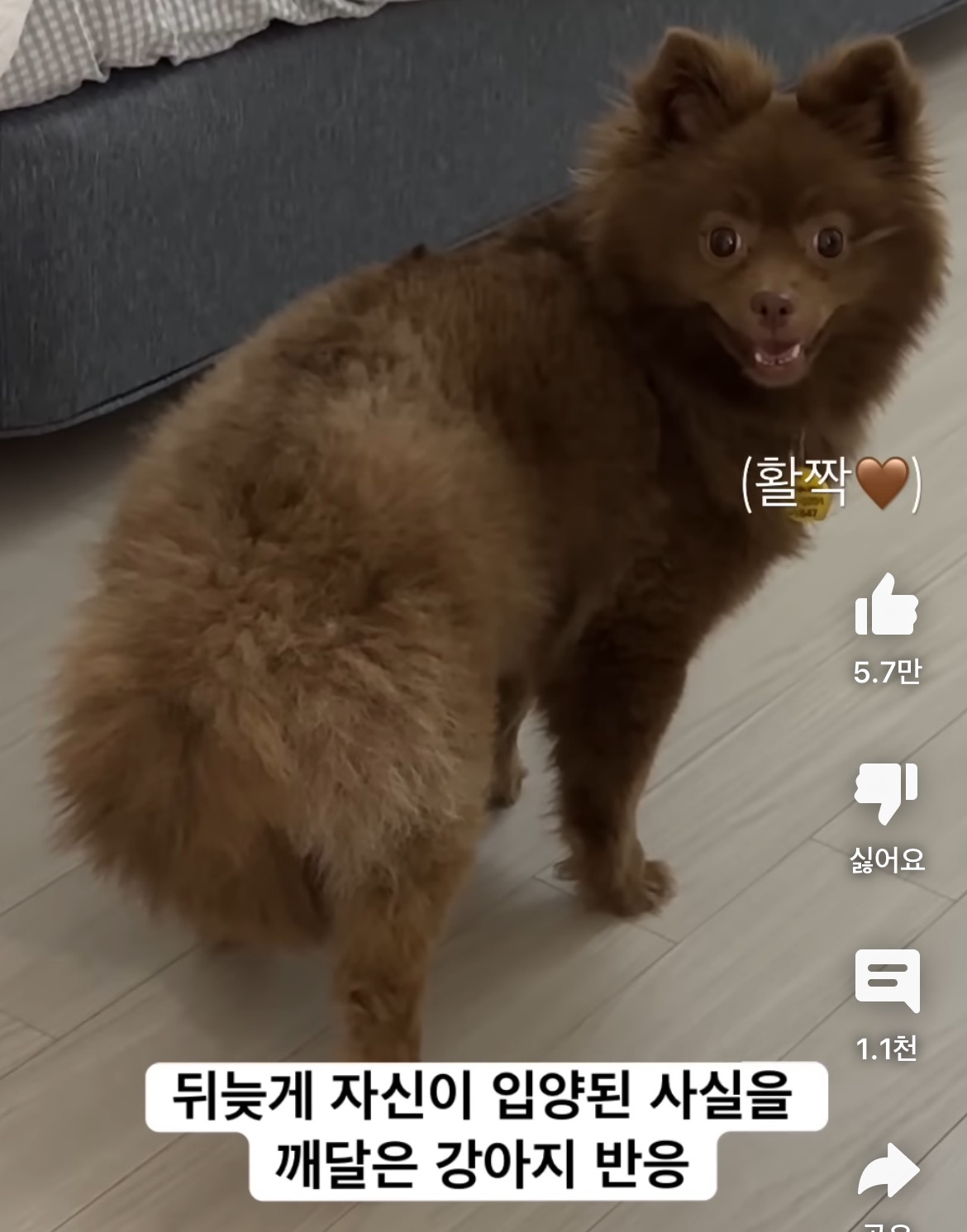 강아지들 처음 입양됐을때 여기 어디지? 하다가 | 인스티즈