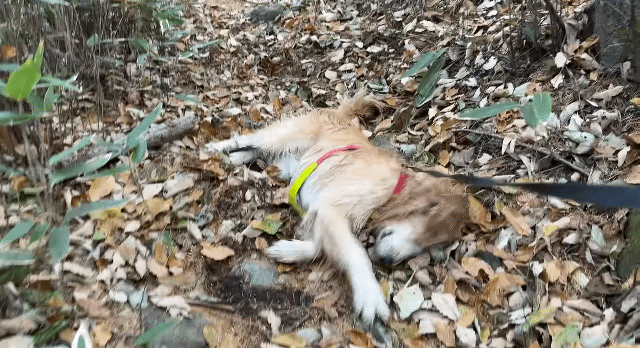 골든리트리버 키우고 싶을 때 보면 생각이 바뀌는 영상 | 인스티즈