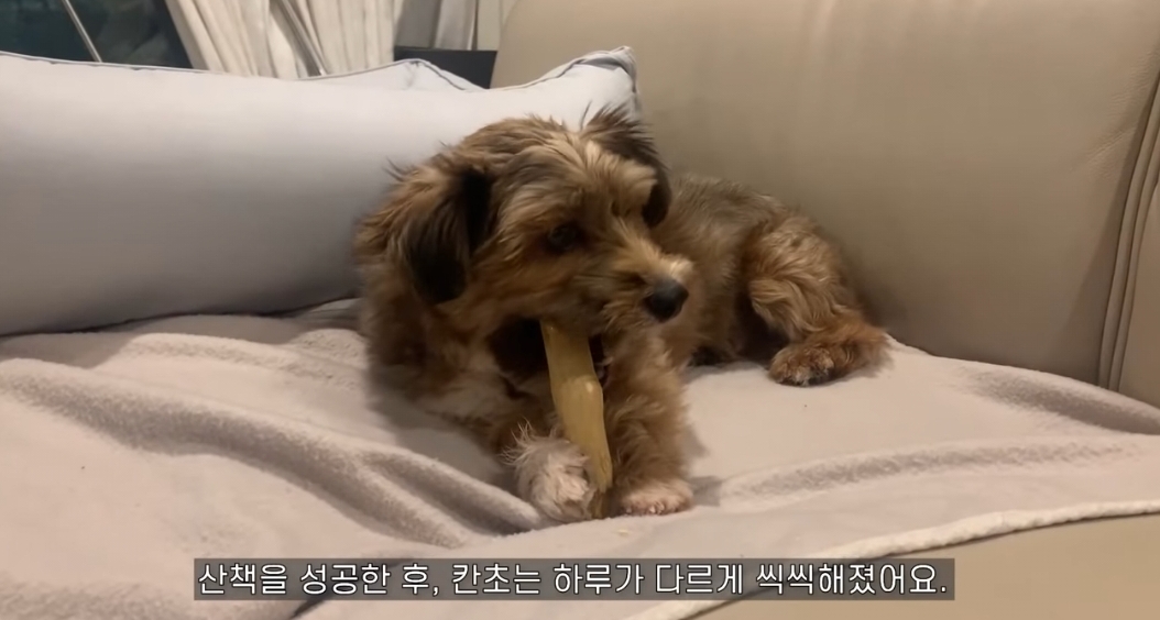 유기견 입양전후 변화. 겁많은 강아지의 100일간 브이로그 | 인스티즈