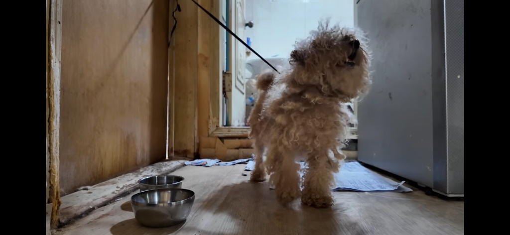 7살 손녀와 할머니,할아버지가 사는 곰팡이집(유투브판 러브하우스) | 인스티즈