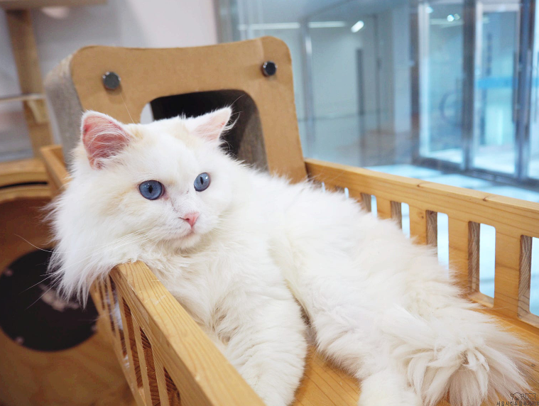 강아지 입양하고 가! 구경도 괜찮아! | 인스티즈