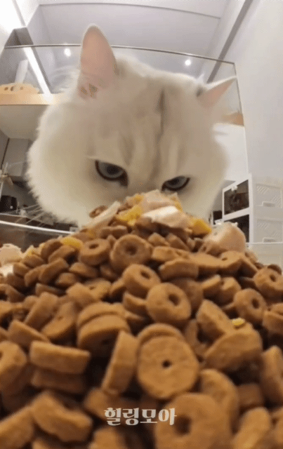 욕심은 많은데 입이 작은 고양이 | 인스티즈