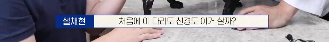 교통사고난 유기견 입양한 설채현 수의사 그리고 윙크 근황😉 | 인스티즈