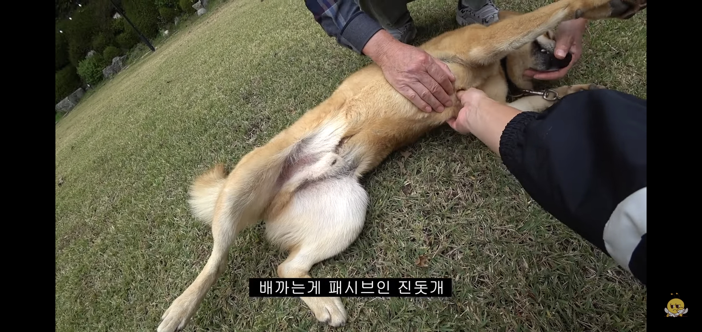 갑자기 유튜버 집에 들어온 떠돌이개가 알고보니 부잣집 도련님이었음.jpg | 인스티즈