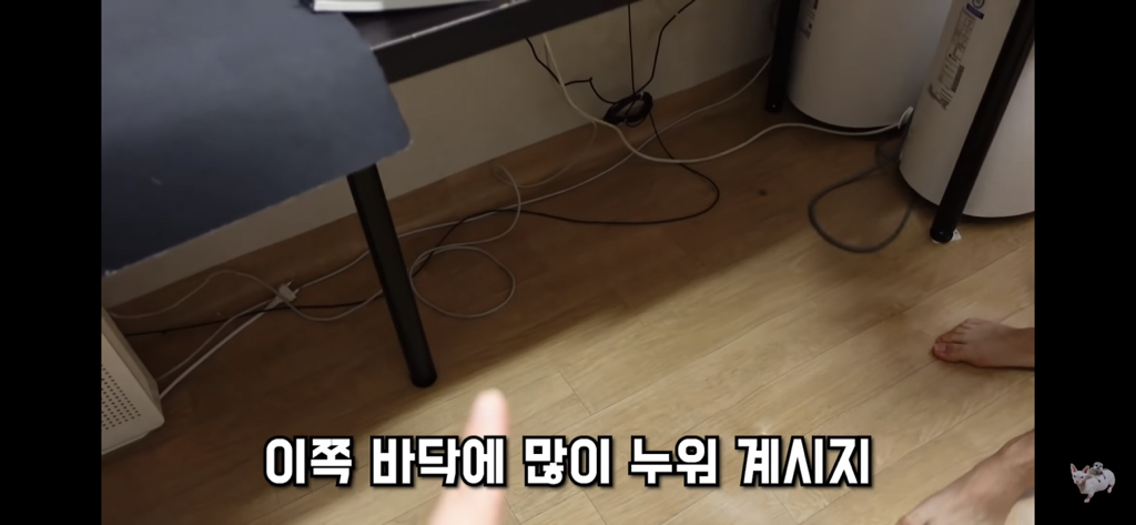 털이 없는 스핑크스는 키우기 편할까? (위생주의) | 인스티즈