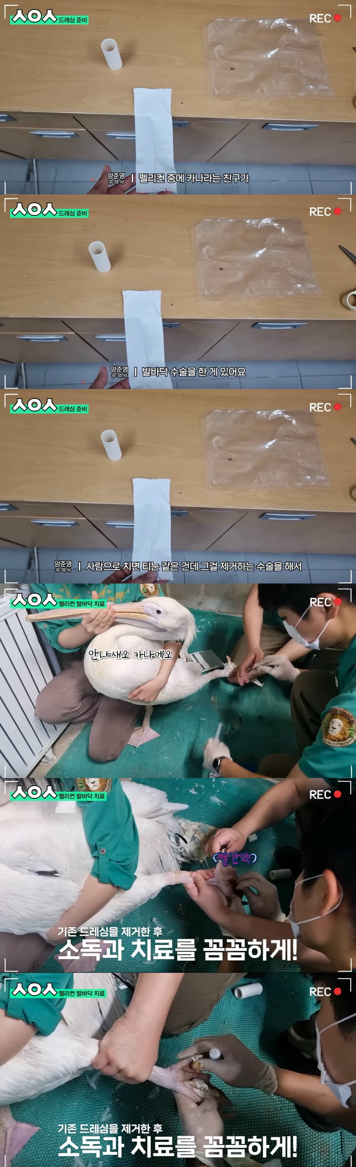 펠리컨 치료해주고 후드려 맞는 에버랜드 수의사ㅋㅋㅋㅋ | 인스티즈