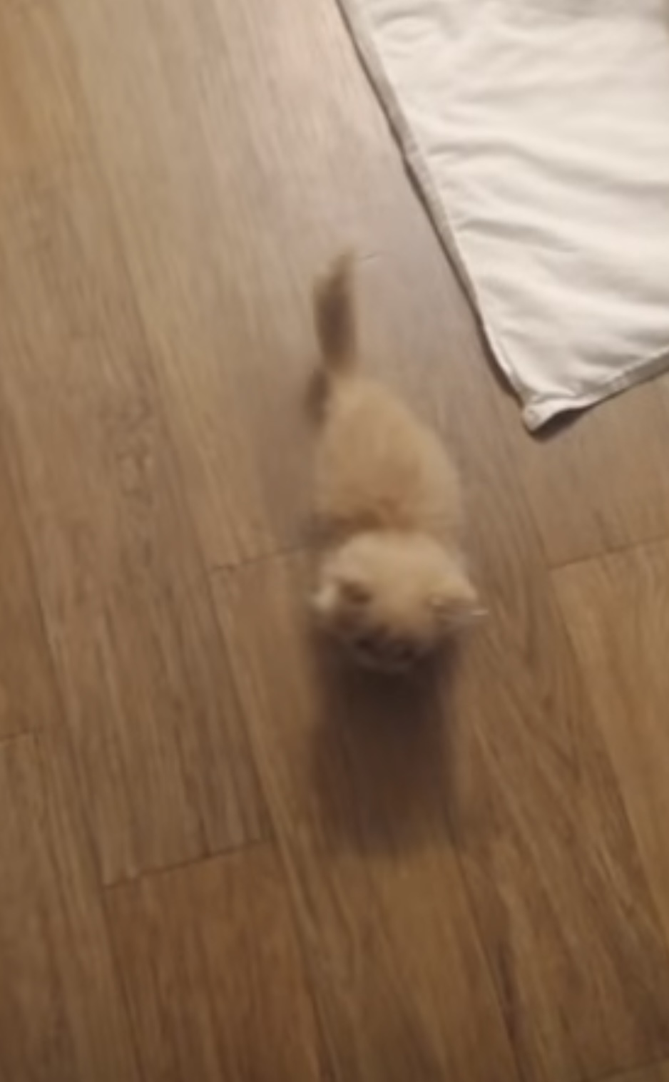 자다 깨서 허둥지둥 마중 나오는 아기 고양이 | 인스티즈