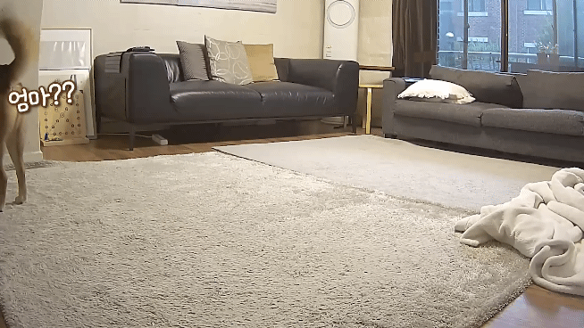 집에 강아지들끼리만 남겨졌을때 | 인스티즈