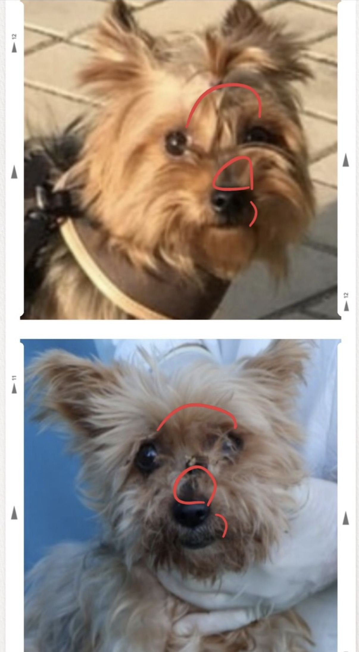유실된지 6년만에 찾은 강아지 니루 | 인스티즈