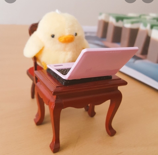 칼든병아리는 어디서 시작했을까 | 인스티즈