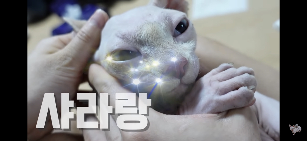 털이 없는 스핑크스는 키우기 편할까? (위생주의) | 인스티즈