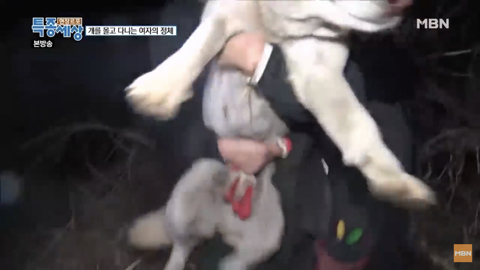 당신이 버린 강아지는 어떻게 되었을까 | 인스티즈