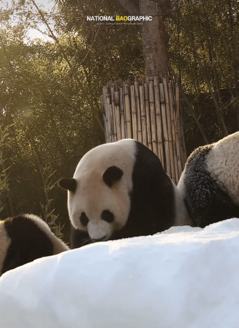 서로 알콩달콩 사이좋은 루이 후이바오 🐼 | 인스티즈