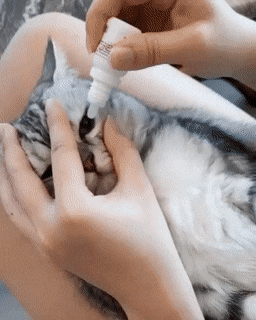 눈에 안약 넣는 고양이들.gif | 인스티즈