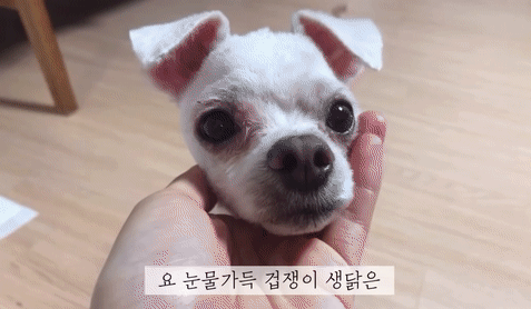 "공고번호 411번" 강아지가 입양되기 전 후 모습.jpgif | 인스티즈