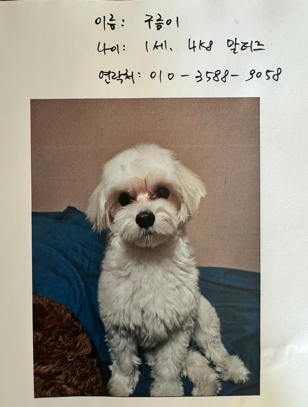 젊은 남자가 할아버지랑 산책 중인 강아지 납치함 | 인스티즈