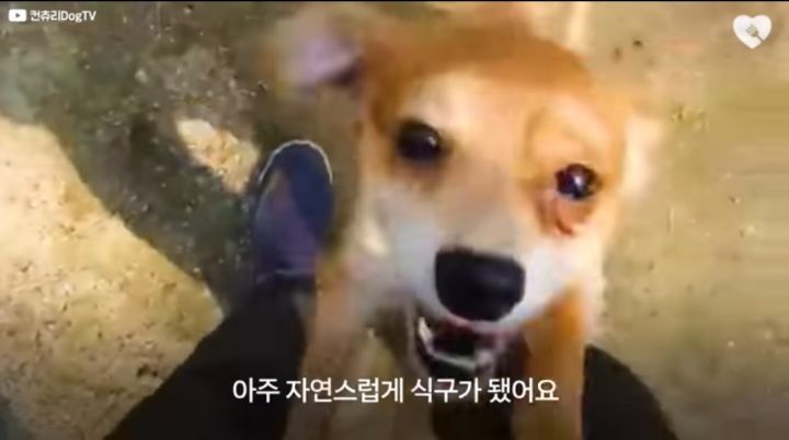 운전하다 댕줍하신 어느 운전자분 사연...ㅠㅠ | 인스티즈