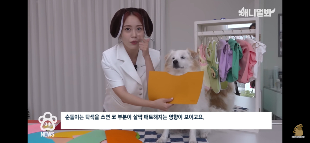 퍼스널컬러 진단 받는 댕댕이들 | 인스티즈