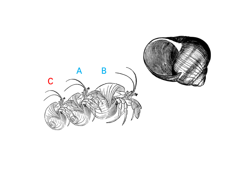 소라게의 새 집 구하기 | 인스티즈