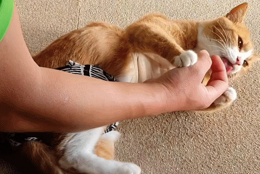 고양이들 태어났을때부터 케어하면 다 매탈남네 고양이처럼 싫어하는게 없는지 궁금한 달글 | 인스티즈