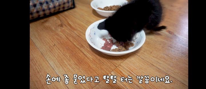 얼어죽어있던 아기고양이를 녹였더니.. | 인스티즈