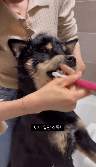 쥐랑 뽀뽀해서 벅벅 씻김 당하던 강아지 이번엔 뱀이랑..ㅋㅋㅋ | 인스티즈