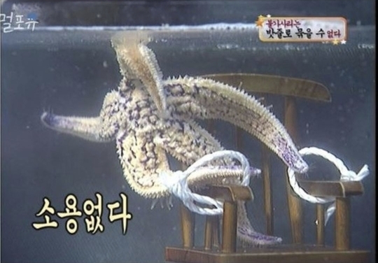 불가사리 이미지