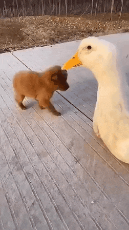 오리 탄 강아지 | 인스티즈