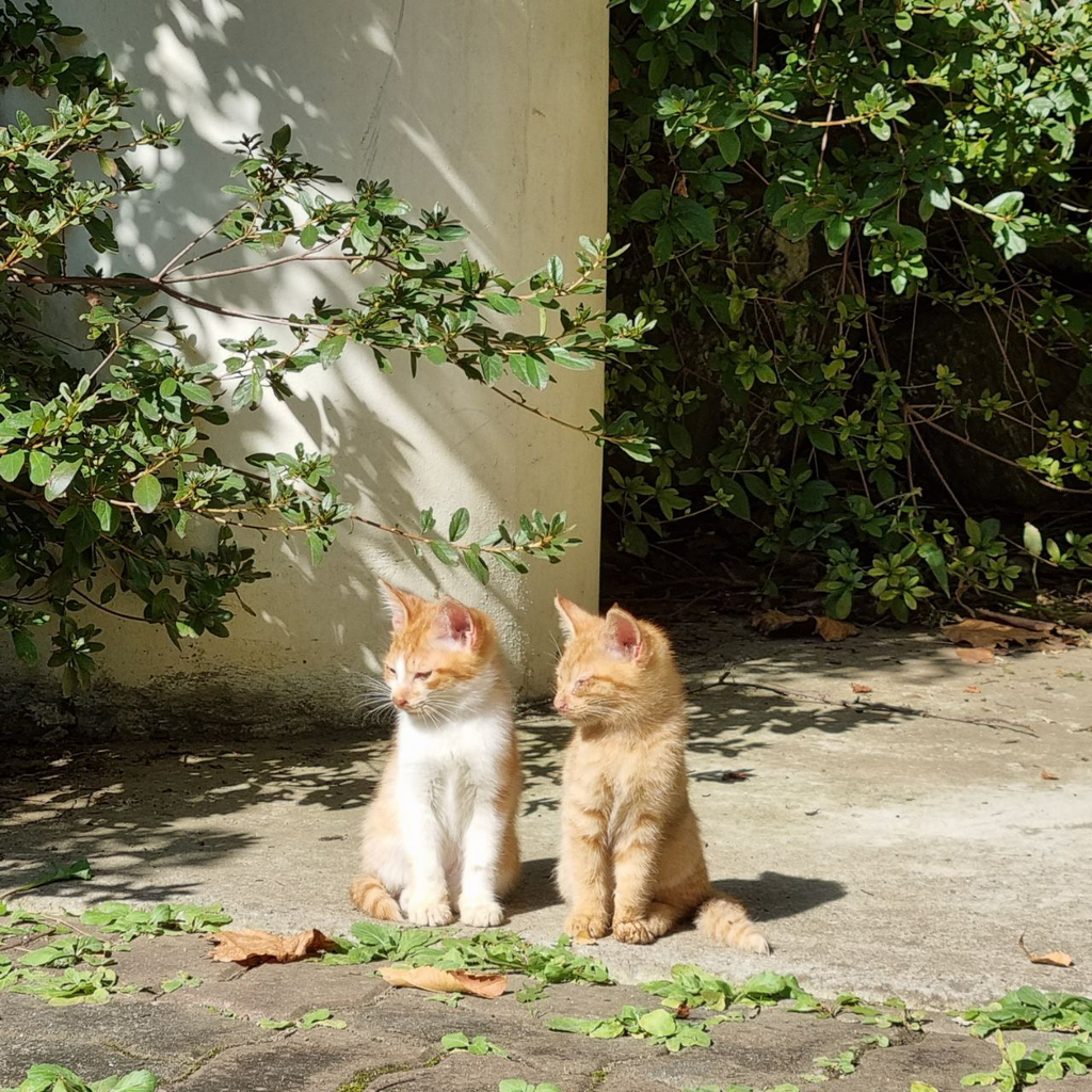 정말 너무 귀여운 캣홀릭대 고양이들 🐈 | 인스티즈