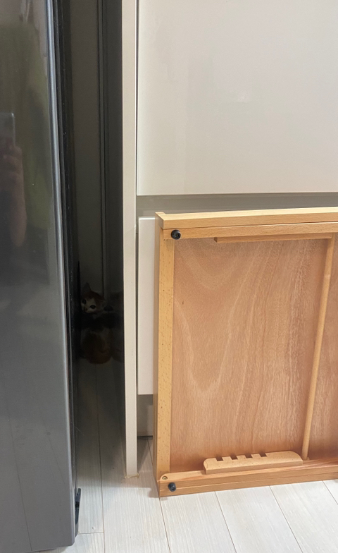 냥줍한지 한달 된 우리 고양이 보고가~!~! | 인스티즈