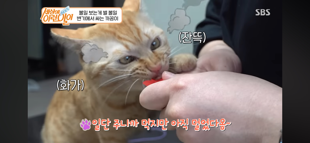 변기에서 볼 일 보는 고양이 | 인스티즈