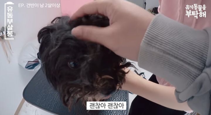 강쥐 건반이의 미용 전/후.jpg | 인스티즈