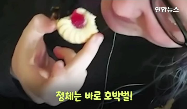 구해준사람 껌딱지 된 호박벌.jpg | 인스티즈