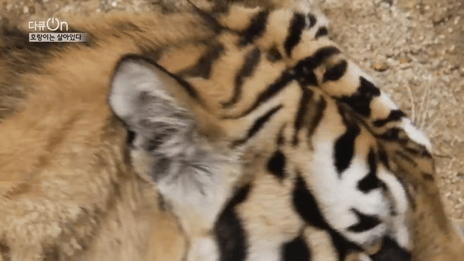 '절멸'의 '한국 호랑이'. 🐅 그 100년간의 이야기. -마지막- | 인스티즈