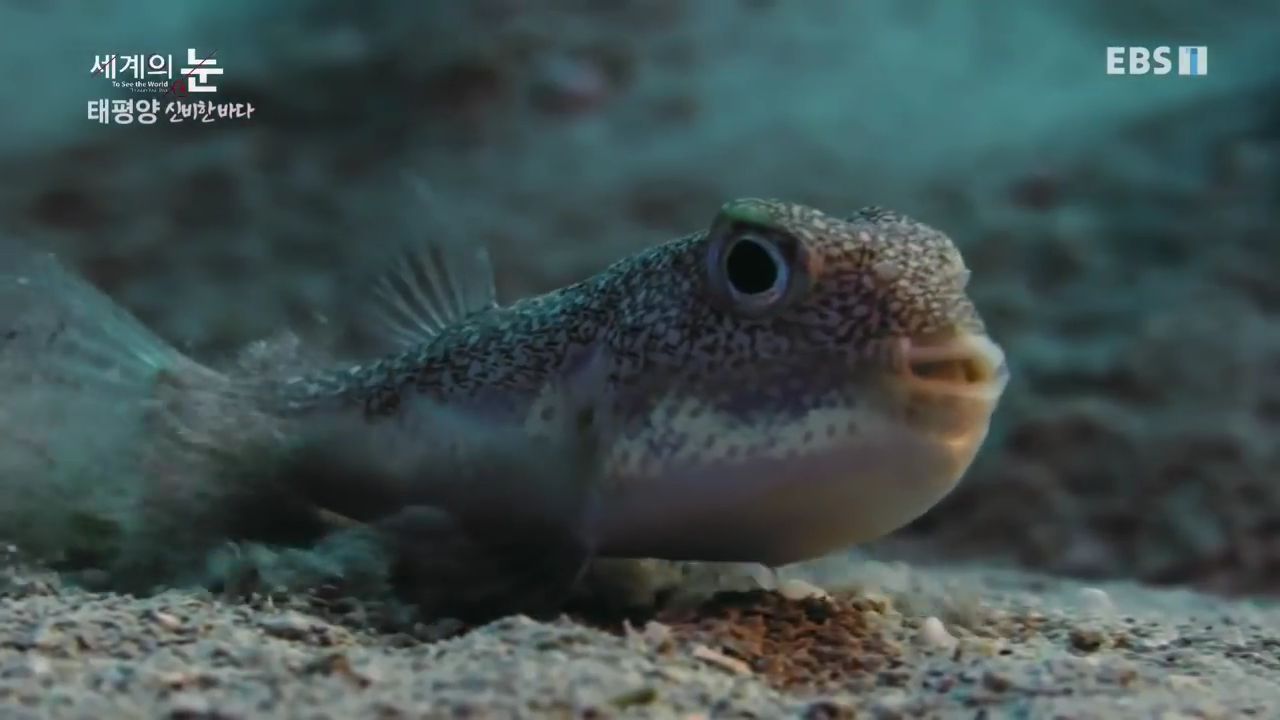 정말 흥미로운 과학자들이 12년만에 밝혀낸 바다속 신비한 문양의 비밀.jpgif | 인스티즈