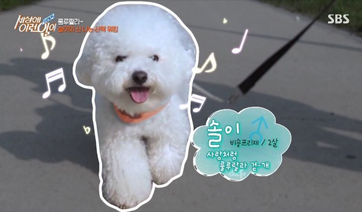 사람 같은 강아지들 (feat.존나귀여움) | 인스티즈